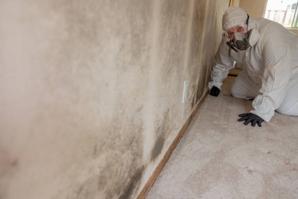 Best Post-Construction Mold Inspection  in Preston, ID